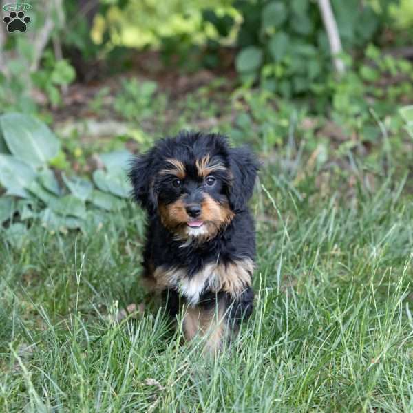 Gail, Bernedoodle-Munchkin Puppy